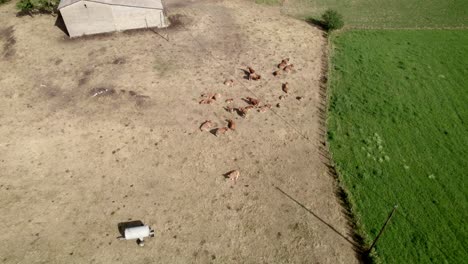 Flock-of-cattles-grazing-on-meadow-near-small-farmstead,-aerial-view