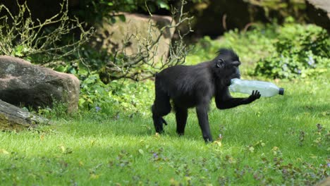 Macaco-Crestado-De-Célebes-Llevando-Una-Botella-De-Plástico-En-Un-Plano-General