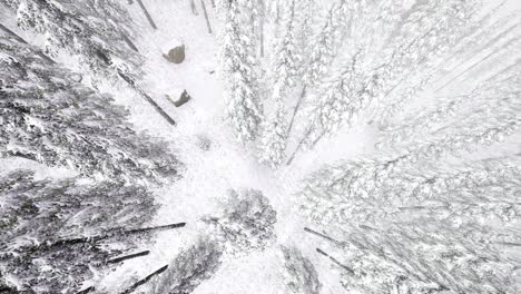 Flug-über-Dem-Winterwald