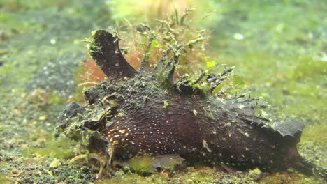 spiny devilfish ambushing prey on sandy bottom , close-up