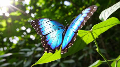 iridescent blue morpho butterfly resting on a green leaf in sunlight
