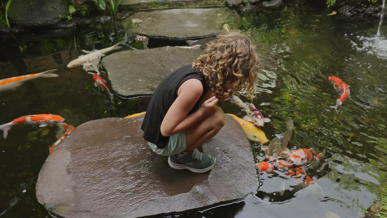Koi carp in a pond in a tropical garden in bali
