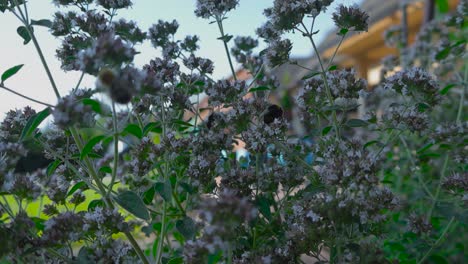 imágenes en cámara lenta de abejas recogiendo polen de flores, plantas de jardín y moviéndose en las flores de orégano