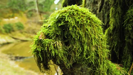 Close-up-of-moss-covered-old-branch,-Riva-river-in-background,-sunny-spring-day,-handheld-shot-moving-left