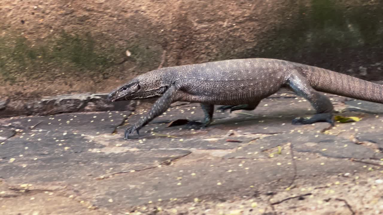 lagarto monitor solitario con una cola larga caminando solo por el sendero. sri lanka, región de tangalle. video conceptual de animales reptiles salvajes divertidos de 4k.