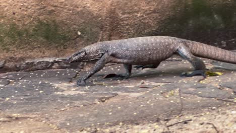 lonely monitor lizard with a long tail walking alone by the footpath. sri lanka, tangalle region. 4k funny wild reptile animals concept video.