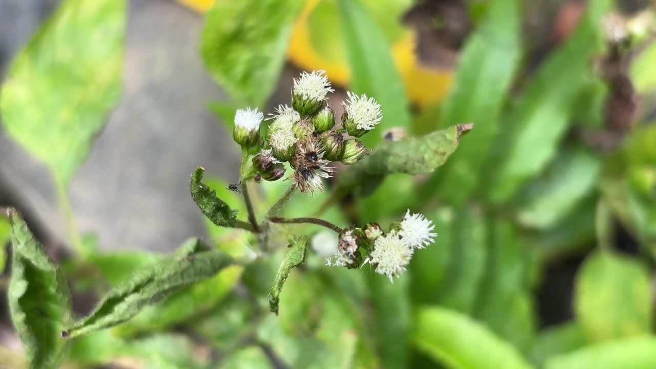 Close-up of Ageratum Conyzoides Wildflower in Garden