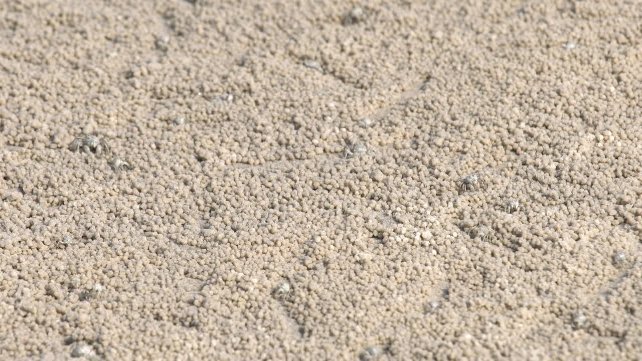 모래 버블러 크래브, 먹는 동안 모래 공을 만드는 작은 크래브.