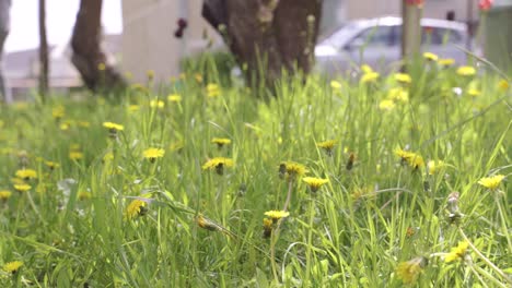 Blooming-Dandelions-in-Close-Up,-While-Person-Mows-Lawn-in-Background