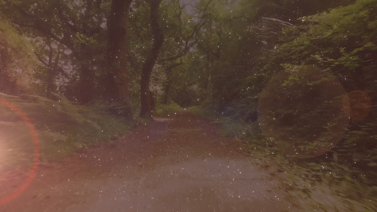 숲 앞에 반이는 빛의 반점