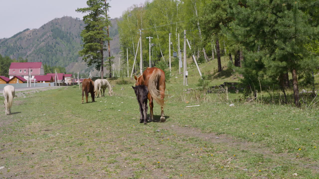 pequeño potro anida cerca caminando por el camino rural a la granja