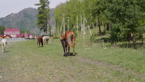 little foal nestles close walking along rural road to farm