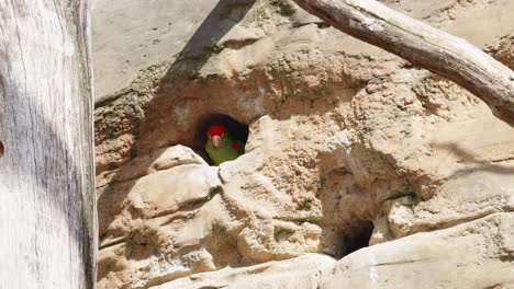 a mitred parakeet peeking out of a nesting hole carved in a limestone cliff on a mountainside