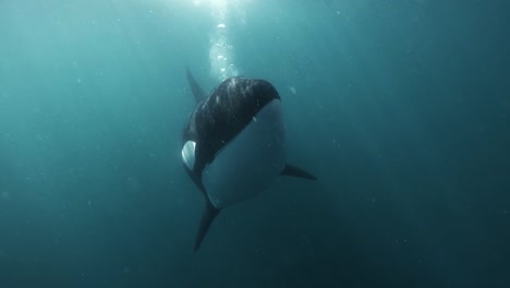 Orca-Kommt-Direkt-Auf-Die-Kamera-Ganz-Nah-Und-Bläst-Blasen-Unter-Wasser-In-Zeitlupe