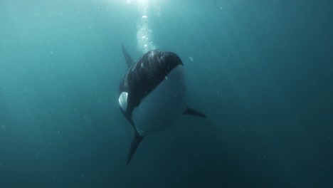 orca coming right to the camera very close blowing bubbles underwater shot slowmotion