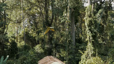 Beautiful-yellow-and-green-macaw-flies-over-forest,-Costa-Rica