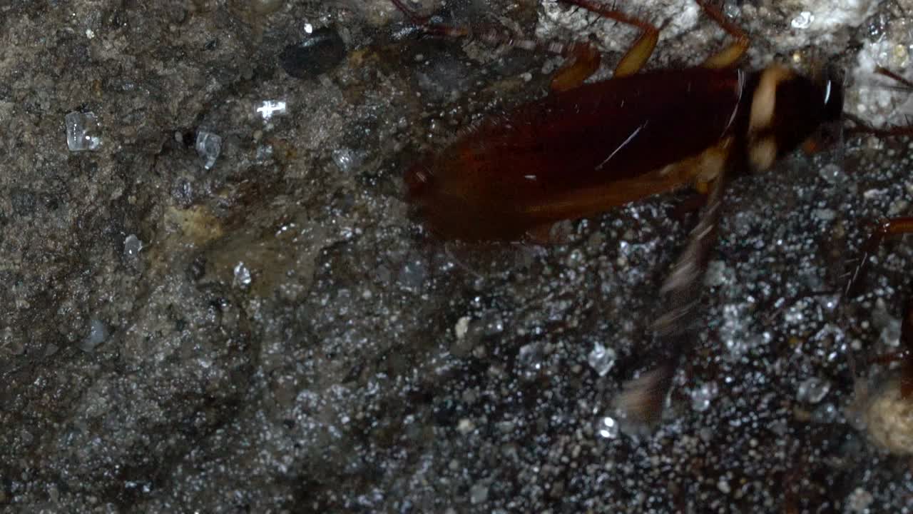 las alas de la cucaracha rotas.