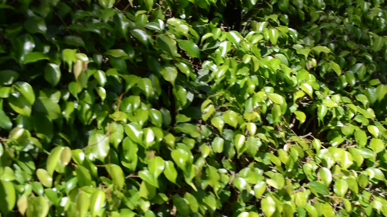 Cespuglio verde. Giardino giapponese