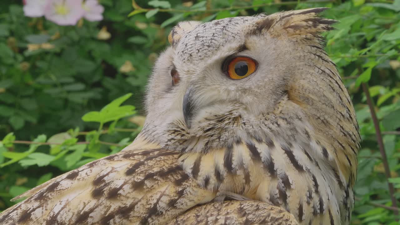 Close-up of an Eurasian Eagle-Owl