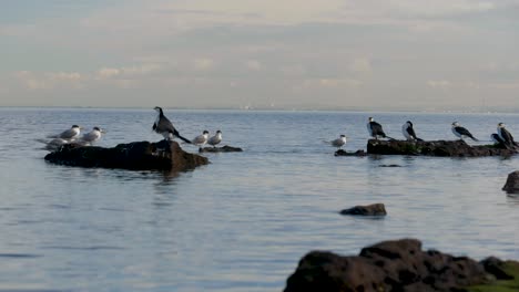 pequeños cormoranes de varios colores sentados en la costa - océano un grupo de pequeños cormoranes de varios colores sentados en una roca