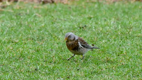 solo fieldfare en un campo de hierba atrapando una lombriz de tierra en el norte de pennines county durham uk