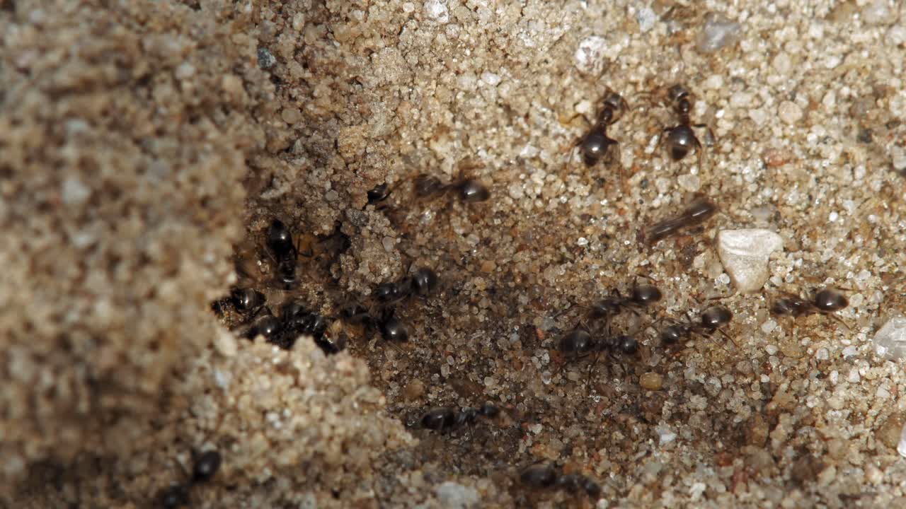 soldados de hormigas negras de jardín entrando y saliendo de su nido -cerrar
