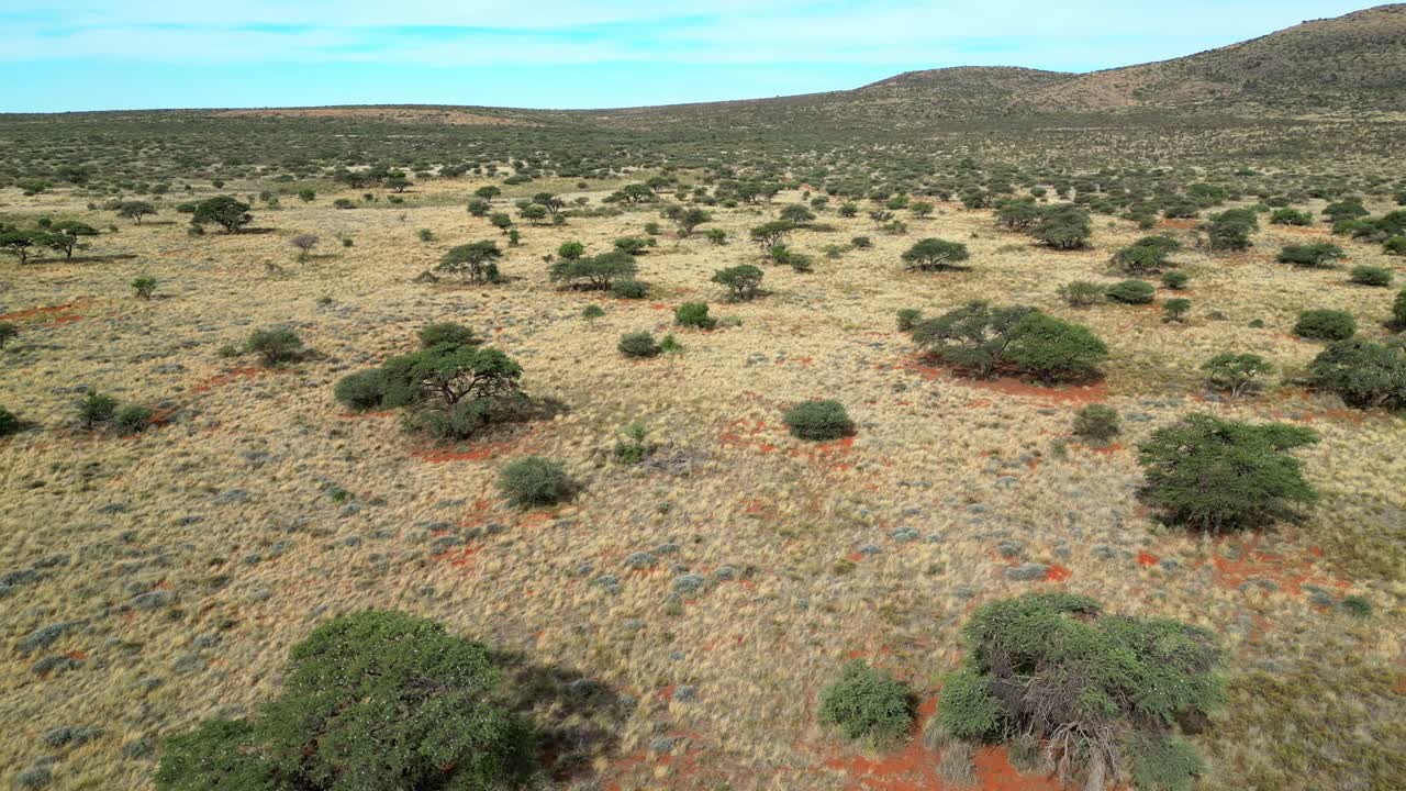 vista aérea de la sabana africana con árboles dispersos y pastos en la arena roja de kalahari, áfrica del sur