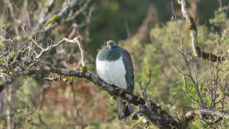 Paloma-Torcaz-Descansando-En-La-Rama-De-Un-árbol-Cerca-De-La-Bahía-De-Jackson,-Costa-Oeste,-Canterbury,-Nueva-Zelanda