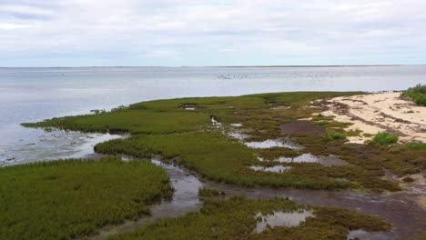 drone vuela bajo sobre la hierba verde del lado del océano mientras bandadas de pájaros pasan volando y cruzan la lente, aéreo