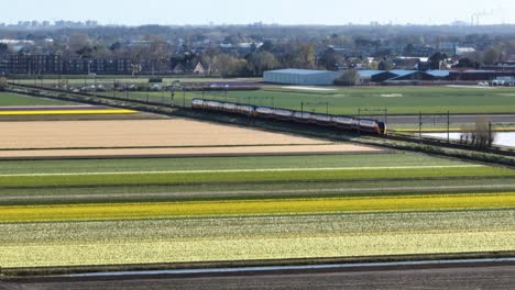 Train-passing-Dutch-flower-fields-in-spring-in-Bollenstreek