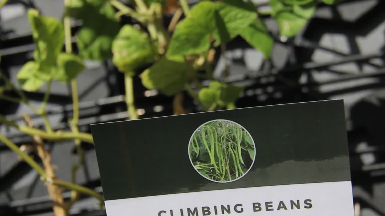 옥상에서 과수원의 클로즈업