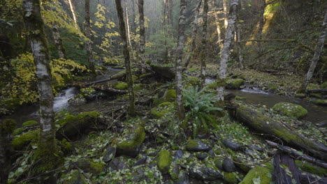 Die-Kamera-Bewegt-Sich-über-Einen-üppigen-Gebirgsbach-Im-Pazifischen-Nordwestwald