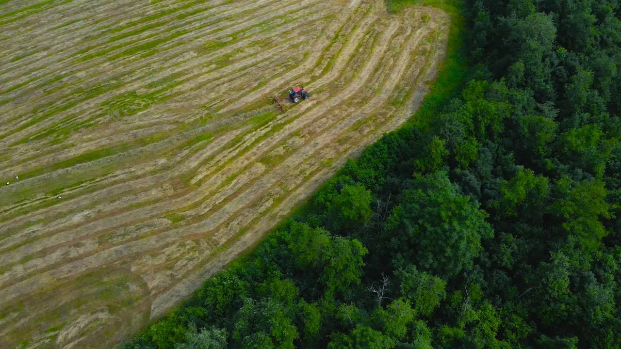Aerial drone revealing shot of a red colored tractor collecting freshly mowed and cut silage wheat hay behind of it on a golden brown farm field with rotating paddles and spinning blades at autumn day