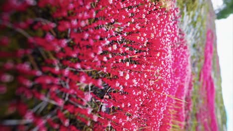 red wildflowers and moss on a rock in nature