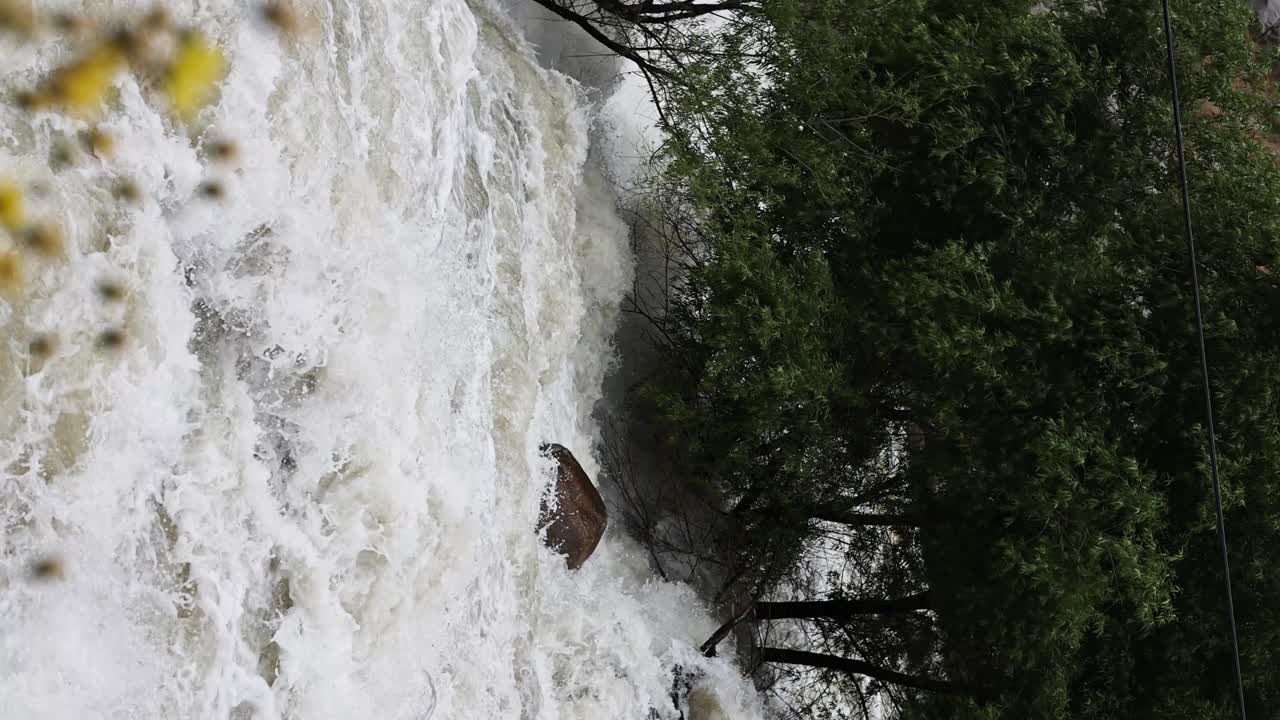yellow honey bee pollinating a yellow daisy then focus shift to the raging kern river on highway 178 in bakersfield California after severe flooding and heavy rains VERTICAL VIDEO 60fps