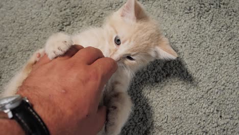 slow motion shot of a kitten playing with human hand