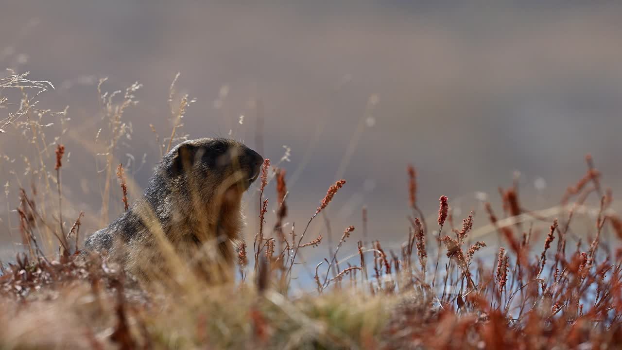 Primo piano di marmotta dorata nel suo habitat