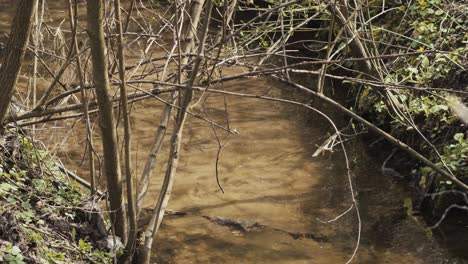 El-Agua-Clara-Fluye-Perezosamente-A-Través-Del-Bosque-En-Un-Arroyo-Estrecho