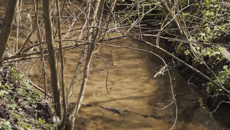 clear water lazily flows through forest in narrow stream
