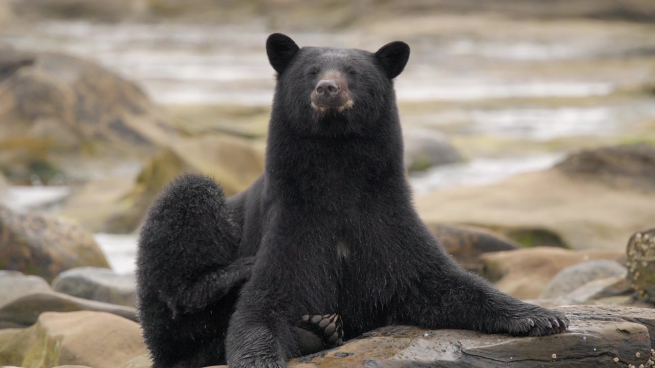 Primo piano di un orso nero sulla sponda di un fiume che si gratta con la zampa posteriore.
