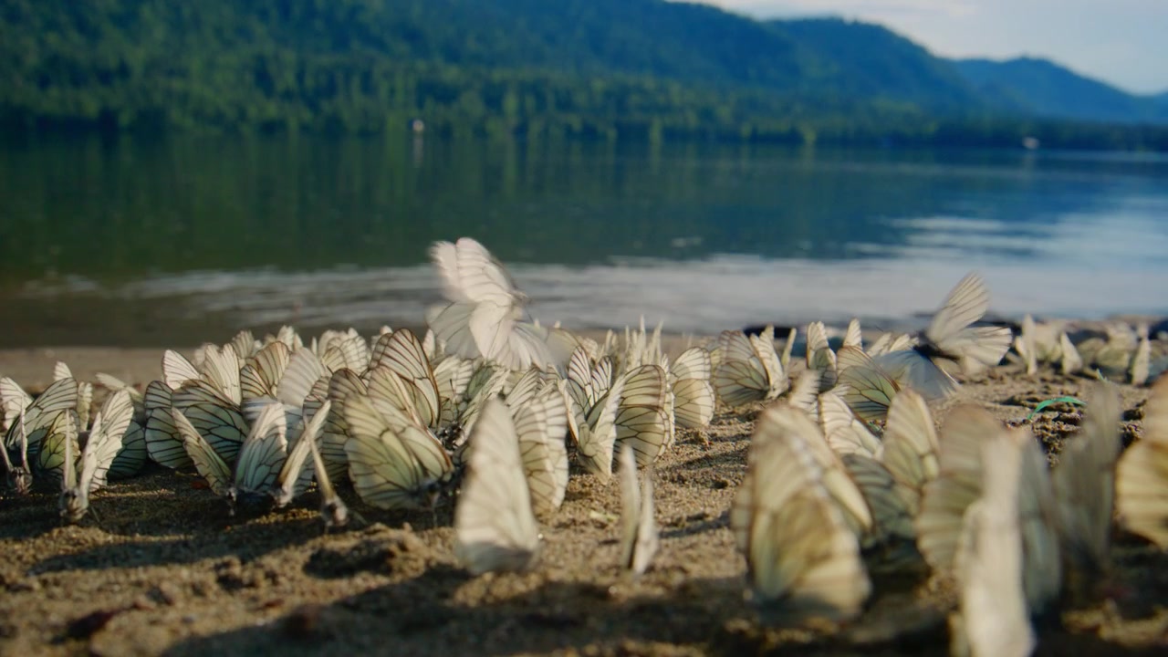 Farfalle bianche svolazzano vicino alla riva del fiume con montagne sullo sfondo. Le farfalle atterrano e si alzano in volo sulla riva sabbiosa. La scena cattura un momento sereno della natura. Ideale per progetti ambientali, di viaggio.