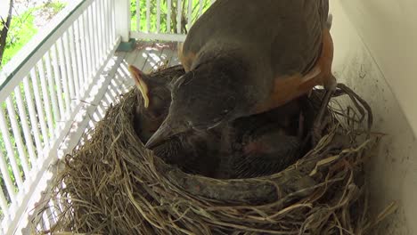 Entzückende,-Eine-Woche-Alte-Baby-Rotkehlchen-Beschweren-Sich,-Während-Mama-Ihr-Städtisches-Nest-Reinigt