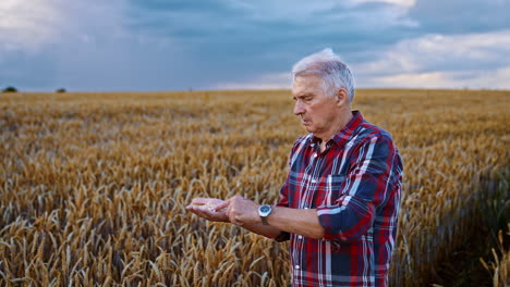 adult male farmer focused on the grains on his palm. man checks the ripeness of corn picked in the field and blows on them to get rid of chaff.