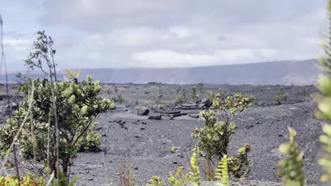 Cinematic-close-up-booming-up-shot-from-volcanic-plants-to-the-desolate-landscape-at-the-edge-of-Kilauea-Crater-in-Hawai'i-Volcanoes-National-Park