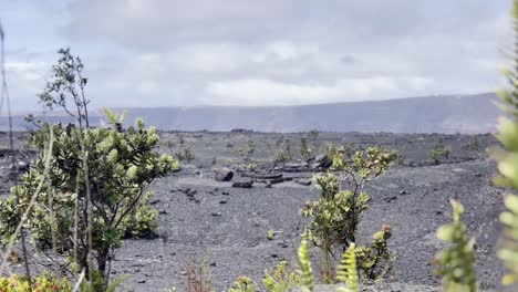 cinematic close-up booming up shot from volcanic plants to the desolate landscape at the edge of kilauea crater in hawai'i volcanoes national park