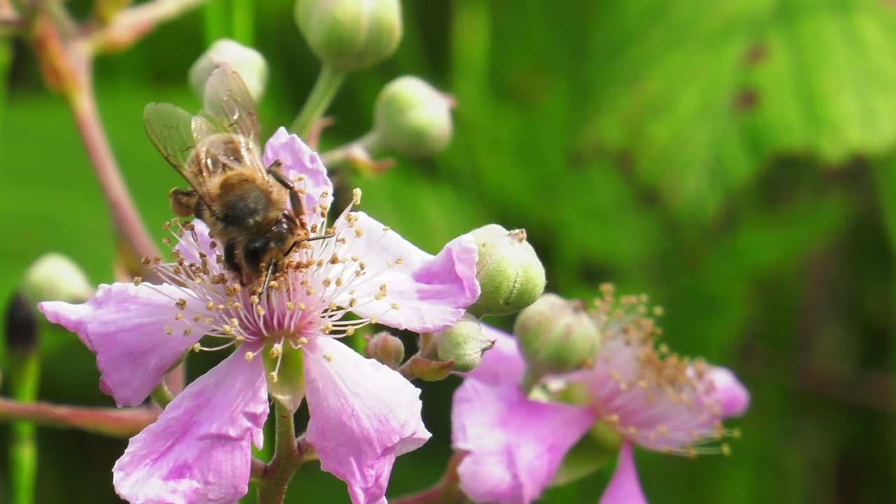 Ape su un fiore, che raccoglie polline da un cespuglio di rovo, insetto in macro, al rallentatore