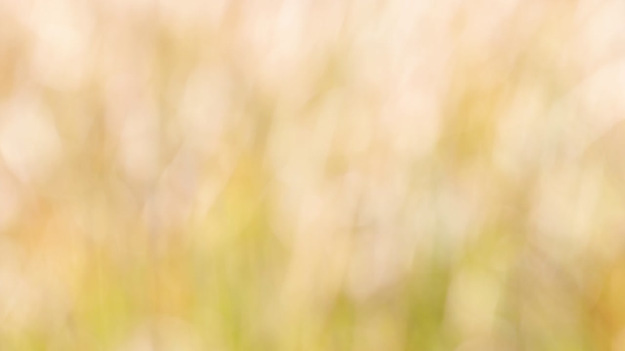 fundo ou pano de fundo de bokeh natural de outono