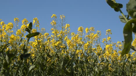 rapeseed field showing the plant and bright yellow flowers on top.