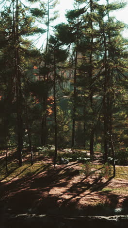 a beautiful forest scene with tall pine trees and sunlight shining through the branches