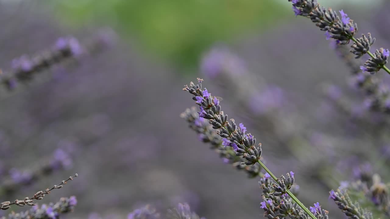 Abeja en flores de lavanda